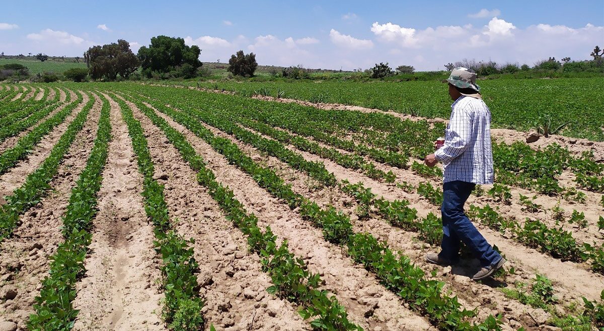 LA PEOR AMENAZA PARA LOS AGRICULTORES NAYARITAS: COYOTAJE DE FRIJOL