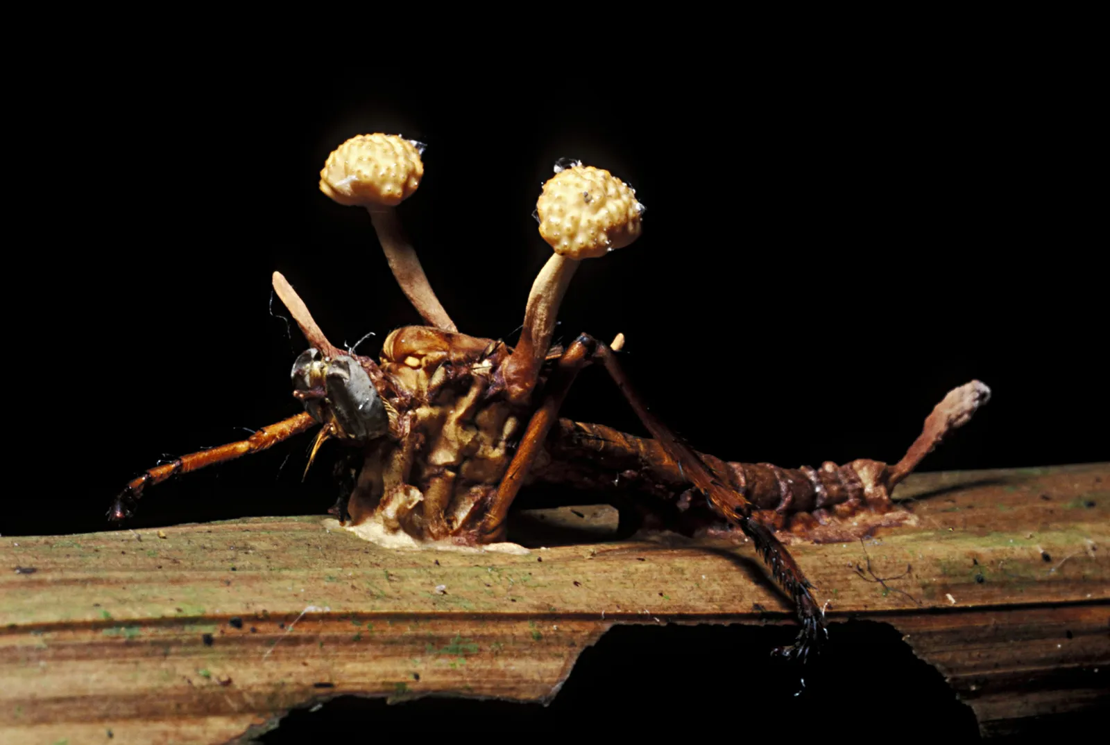 EL HONGO ZOMBI DE “THE LAST OF US” Y SU ORÍGEN