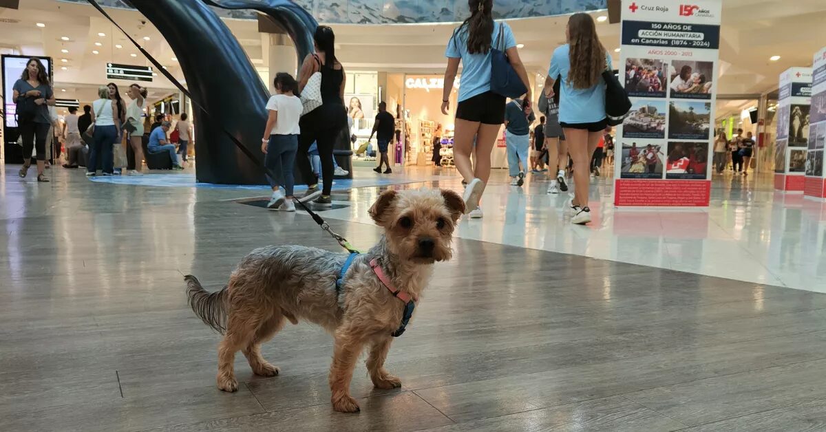 FORUM TEPIC ABRE SUS PUERTAS A MASCOTAS