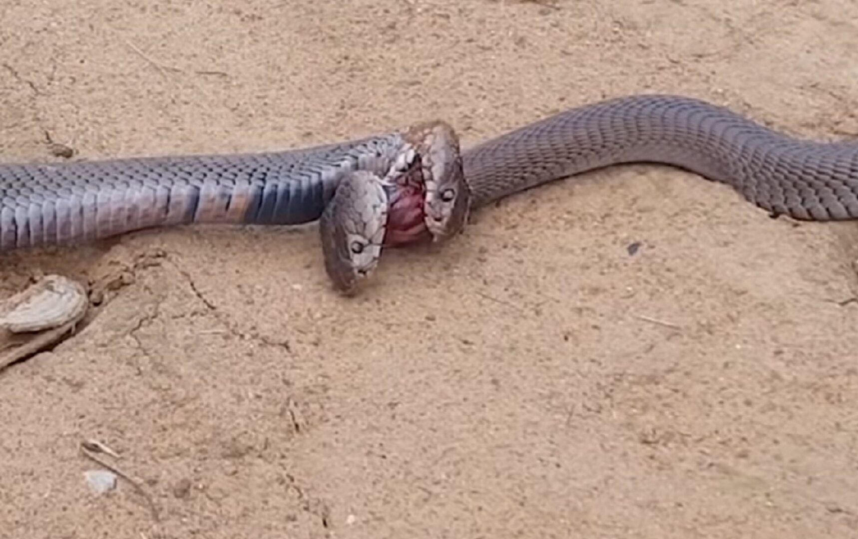 COBRAS REALES: PELEAS SIN VENENO, PERO CON ESTILO